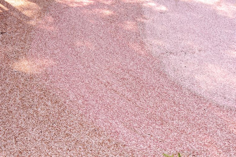 桜が散った後の濠